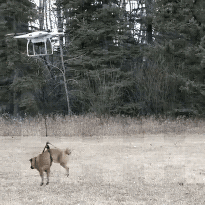Dog On Leash Pulled By Drone GIF