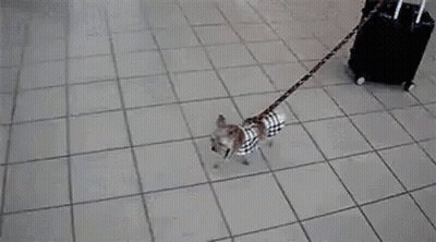Dog On Leash Pulling Suitcase GIF