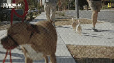 Dog On Leash Saying Cesar Millan GIF