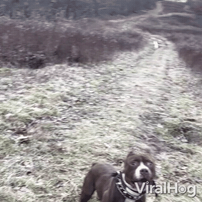 Dog On Leash Walking Down Dirt Path Viralhog GIF
