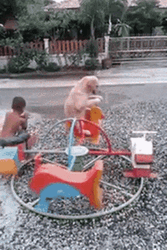 Dog On Playground Merry Go Round Ride GIF