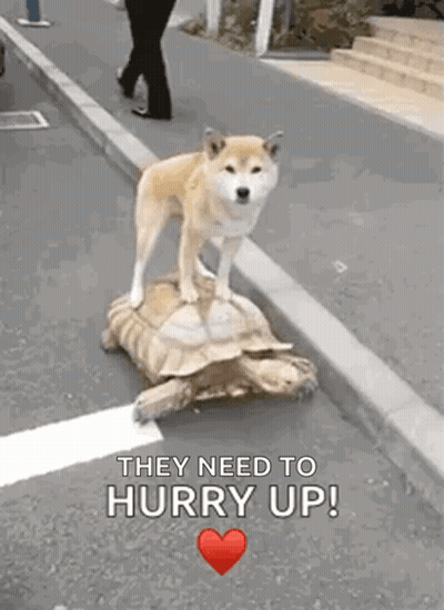 Dog On Turtle Saying Hurry Up GIF
