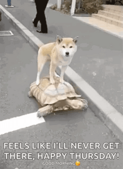 Dog On Walking Tortoise Thursday Meme GIF