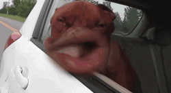 Dog On Windy Car Ride GIF