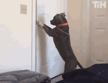 Dog Open The Door GIF