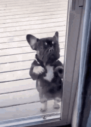 Dog Outside Dancing GIF