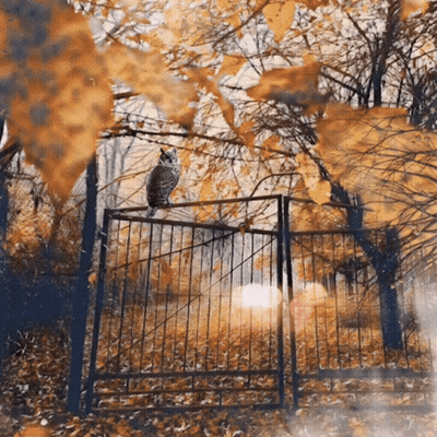 Dog Paws And Mouth Open GIF