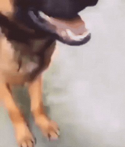 Dog Paws And Mouth Open GIF