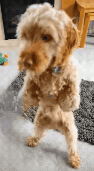 Dog Paws Up Saying Happy Birthday Mom GIF