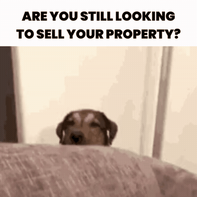 Dog Peeking Behind Couch Saying Are You Still Looking To Sell Your Property GIF