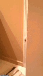 Dog Peeking Behind The Door