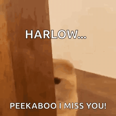 Dog Peeking Door Harlow Peekaboo I Miss You GIF