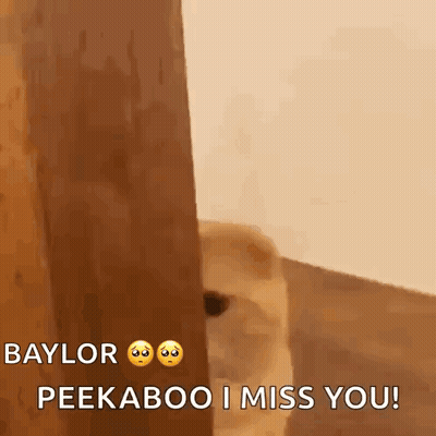 Dog Peeking From Behind Wooden Wall GIF