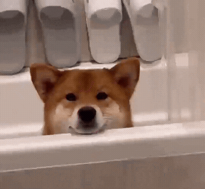 Dog Peeking Out Of Bathtub With Slippers GIF