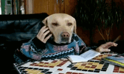 Dog Phone Call Chat