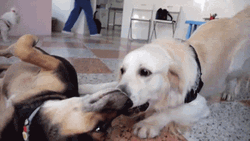Dog Playful Sniffing Dog GIF