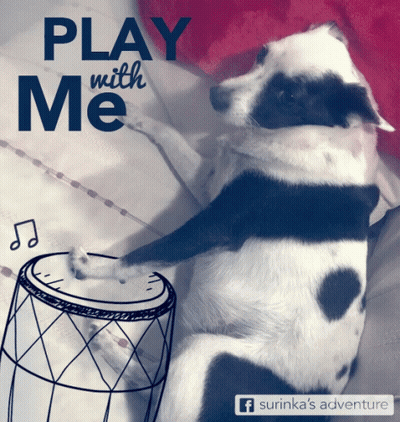 Dog Playing Drum Saying Play With Me GIF