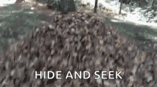 Dog Playing Hide And Seek GIF
