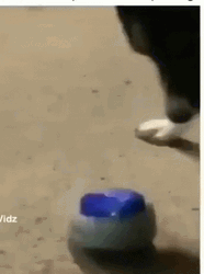 Dog Playing The Nut Button GIF