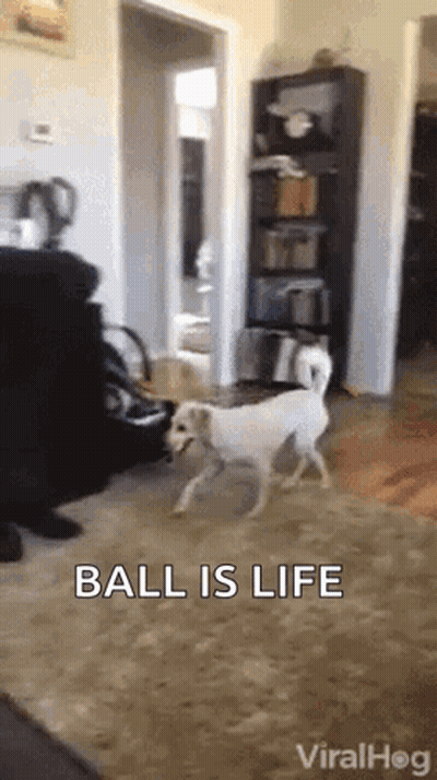 Dog Playing With Ball Saying Ball Is Life GIF