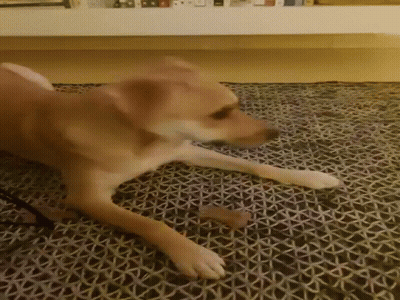 Dog Playing With Cardboard Box GIF