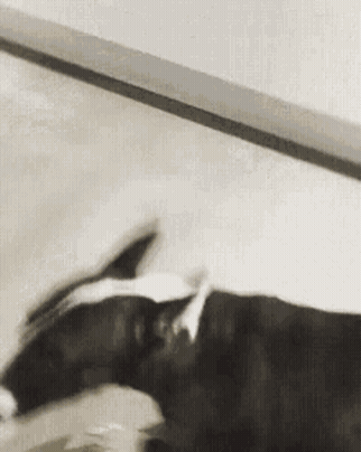 Dog Playing With Cat GIF