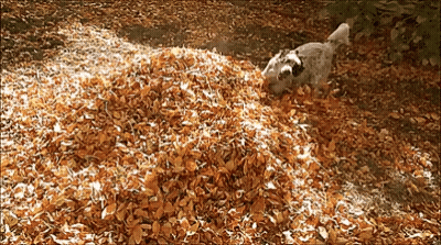 Dog Playing With Pile Of Leaves GIF