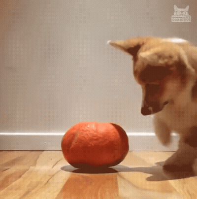 Dog Playing With Pumpkin And Collective Cat Logo GIF