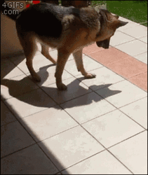 Dog Playing With Shadow GIF