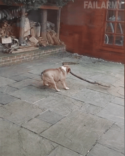 Dog Playing With Stick Failarmy GIF