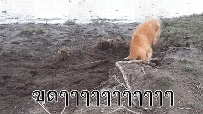 Dog Playing With Stick On Beach GIF
