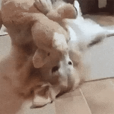 Dog Playing With Stuffed Animal On Back GIF