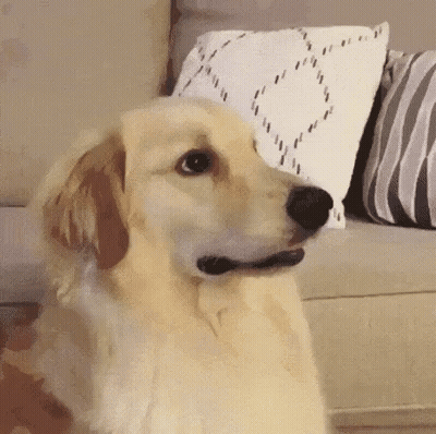 Dog Playing With Stuffed Animal On Its Back GIF