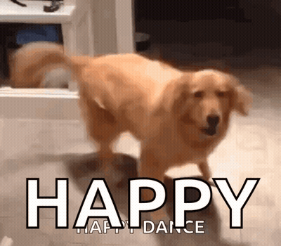 Dog Playing With Tennis Ball GIF