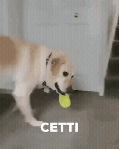 Dog Playing With Tennis Ball GIF