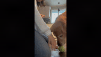 Dog Playing With Tennis Ball While Woman Looks On GIF