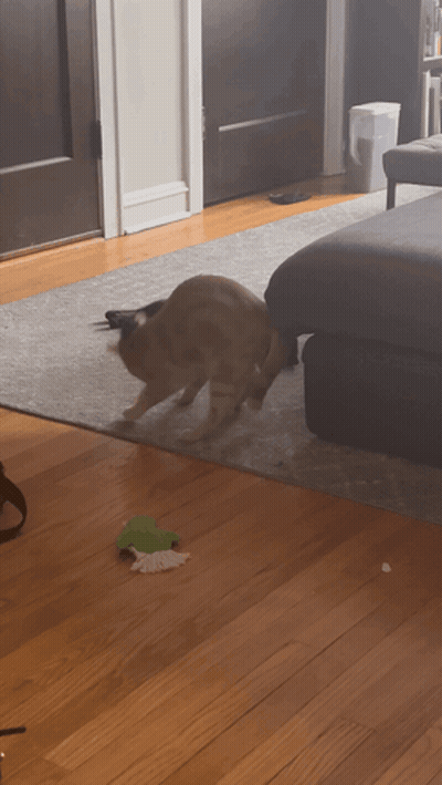 Dog Playing With Toy On Floor GIF