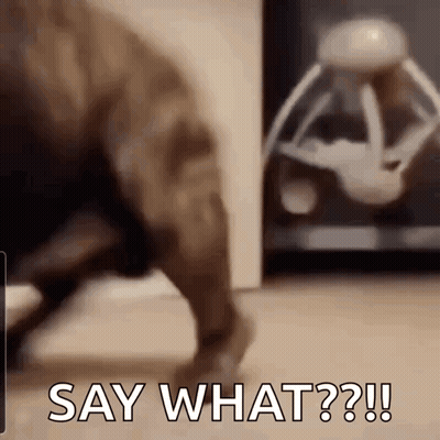 Dog Playing With Toy Saying Say What GIF