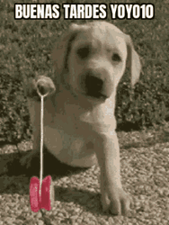 Dog Playing Yoyo Animation Buenas Tardes GIF