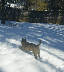 Dog Plays Licks Snow GIF