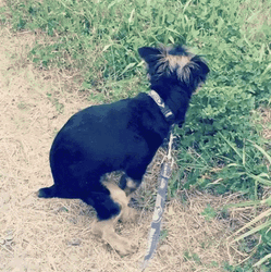 Dog Poop On The Grass GIF