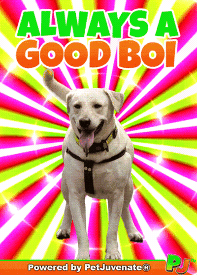 Dog Poster Always A Good Boi GIF