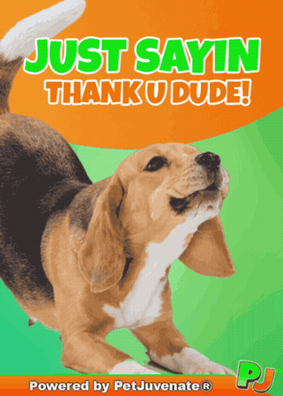 Dog Poster Saying Thank You GIF