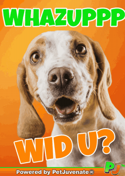 Dog Poster Saying Whazupp Wd U GIF