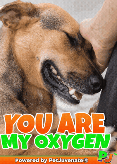 Dog Poster with You Are My Oxygen