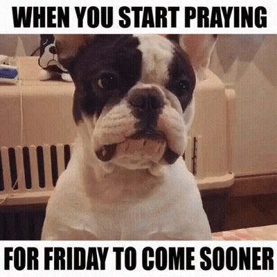 Dog Praying When You Start Praying For Friday To Come Sooner GIF