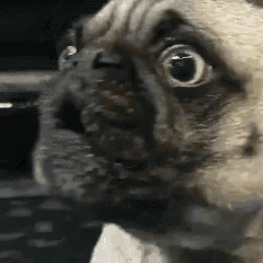 Dog Pug Funny Pout  GIF
