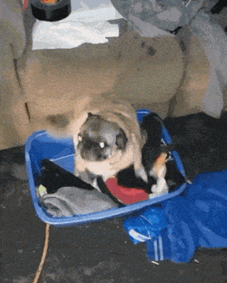 Dog Pug GIF