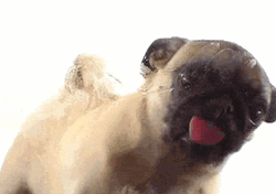 Dog Pug Mirror Lick  GIF