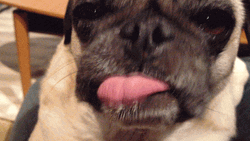 Dog Pug Sticking Tongue Out GIF